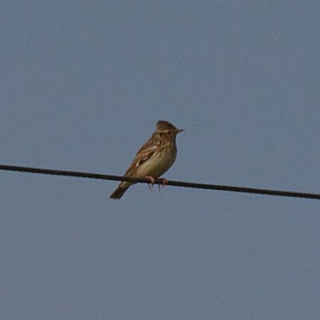 Tottavilla  - Simona Corbellini