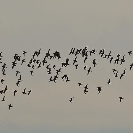 Piviere dorato  - Simona Corbellini