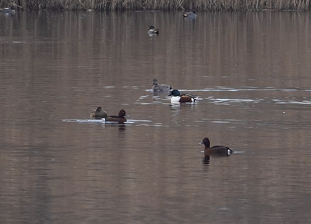 Moretta tabaccata  - Alberto Calcaterra