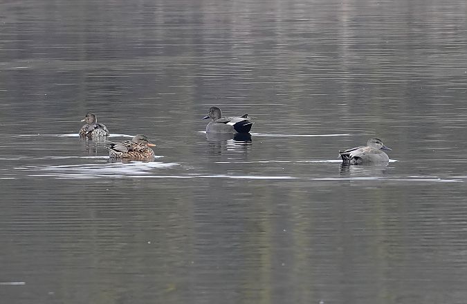 Canapiglia  - Alberto Calcaterra