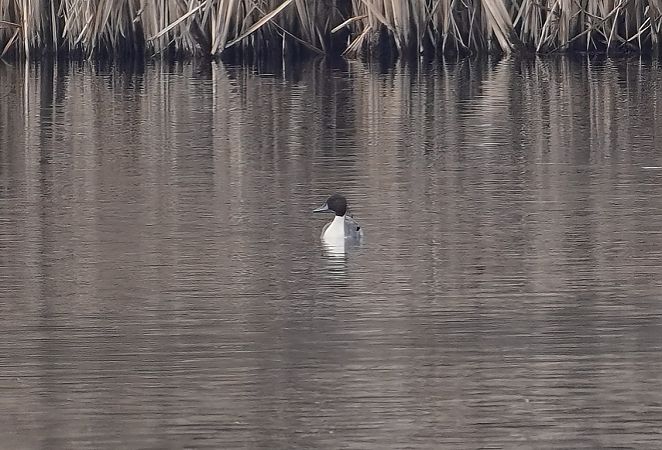 Codone  - Alberto Calcaterra