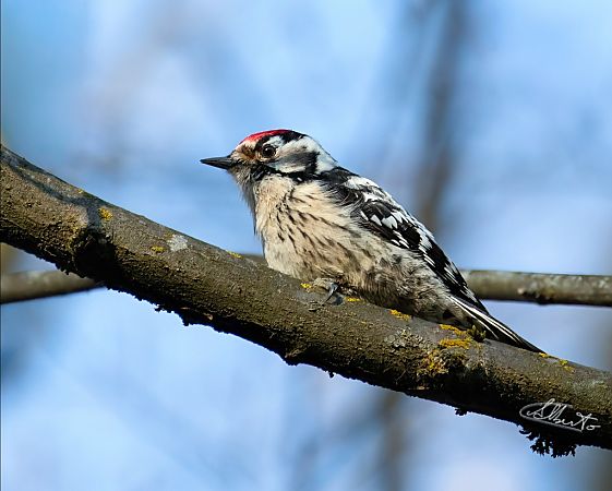 Picchio rosso minore  - Alberto Calcaterra