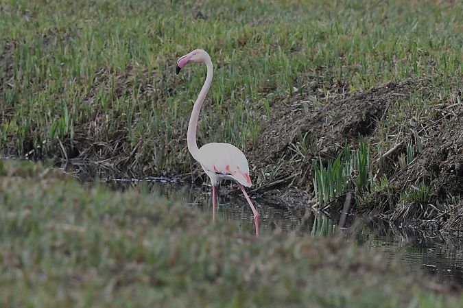 Fenicottero  - Francesco Marescotti