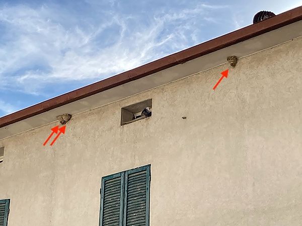 Balestruccio  - Laura Falcinelli