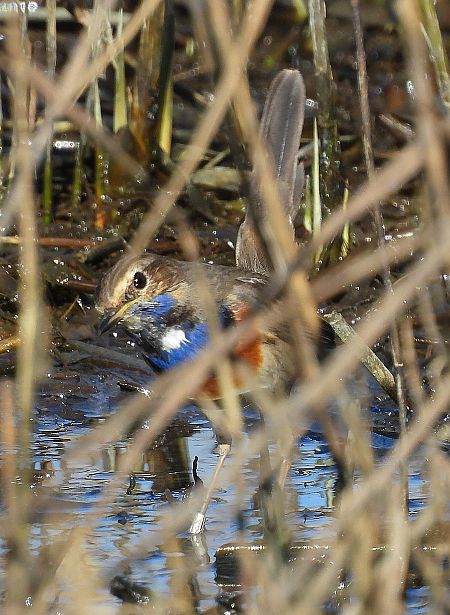 Pettazzurro  - Matteo Faggi