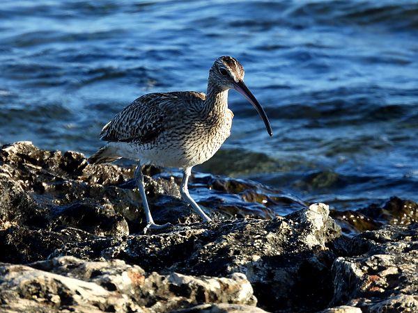 Chiurlo piccolo  - Dario Salemi
