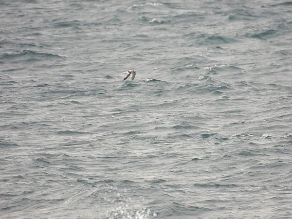 Zwergmöwe  - Dario Salemi