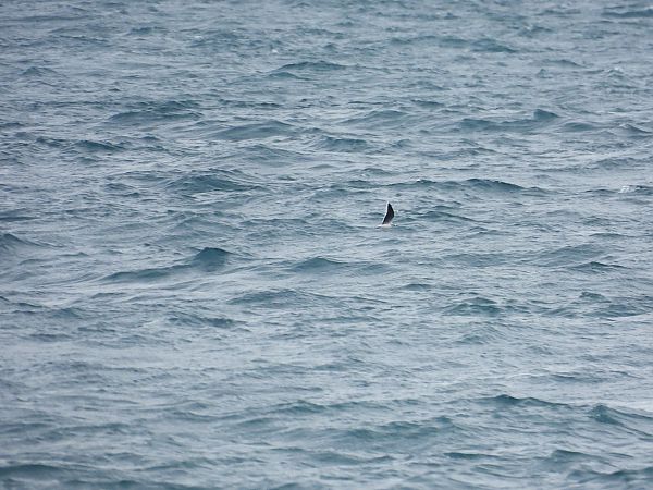 Gabbianello  - Dario Salemi