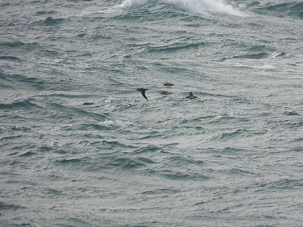Berta minore  - Dario Salemi