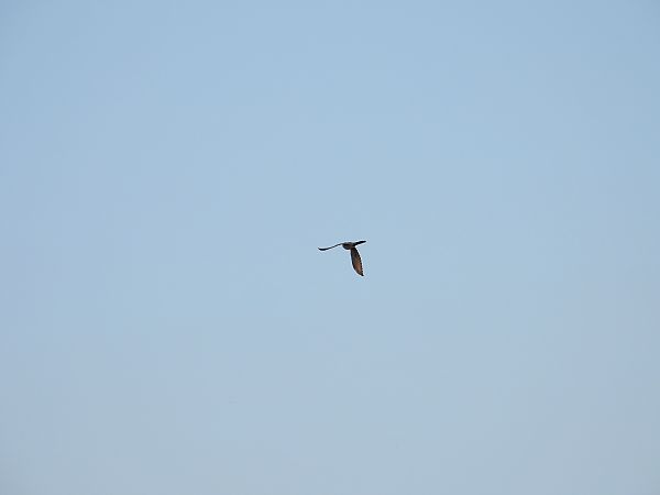 Cuculo dal ciuffo  - Dario Salemi