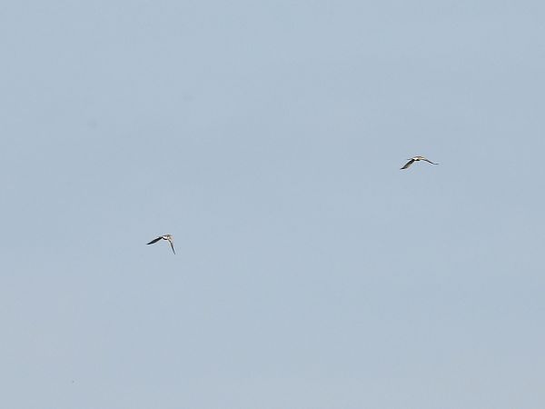 Häherkuckuck  - Dario Salemi