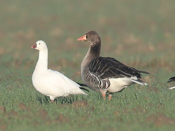 Oca di Ross  - Maurizio Panzarin