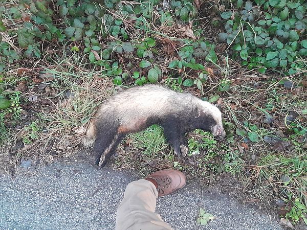 Tasso  - Simone Cescutti