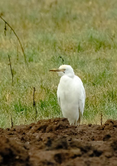Airone guardabuoi  - Angelo Matteucci