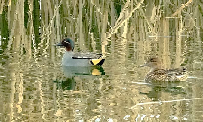 Alzavola  - Angelo Matteucci