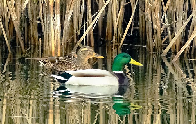 Germano reale  - Angelo Matteucci