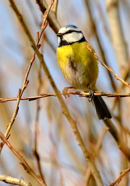 Cinciarella  - Angelo Matteucci