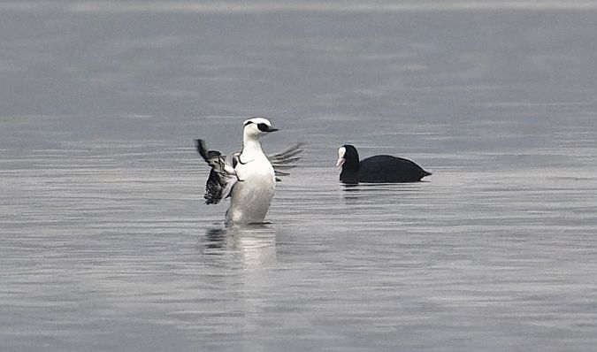 Zwergsäger  - Jasper Baruth