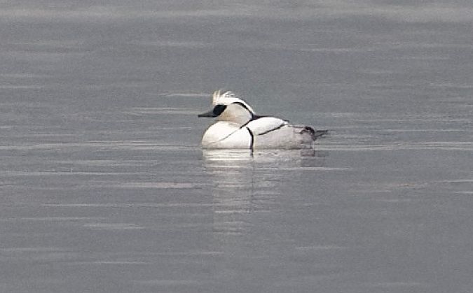 Pesciaiola  - Jasper Baruth