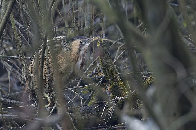 Tarabuso  - Jasper Baruth