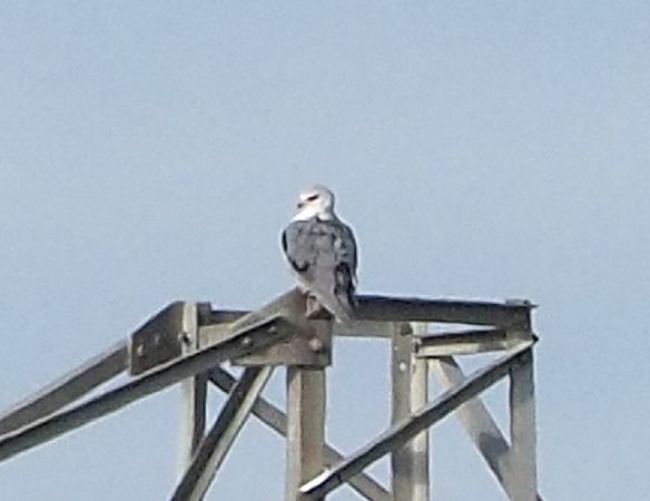 Nibbio bianco  - Federico Cossettini