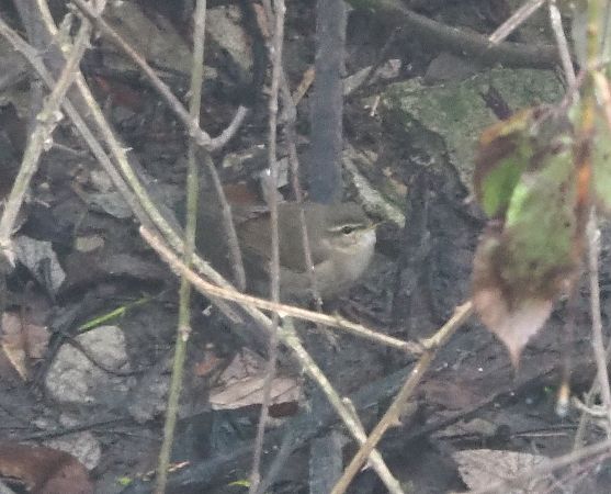 Luì scuro  - Federico Cossettini