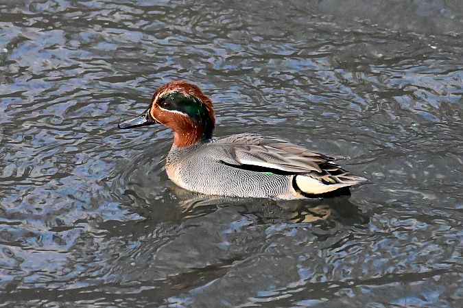 Alzavola  - Martina Comper