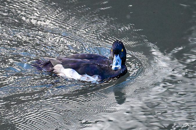 Moretta  - Martina Comper