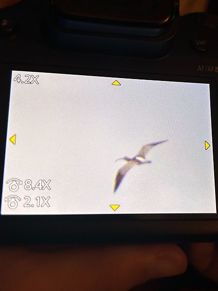 Chiurlo maggiore  - Dario Palmas