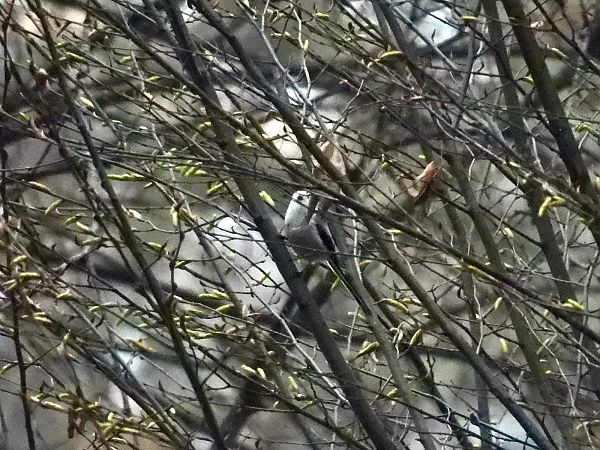 Codibugnolo testabianca  - Dario Palmas