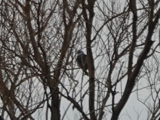 Nibbio bianco  - Werner Schreilechner