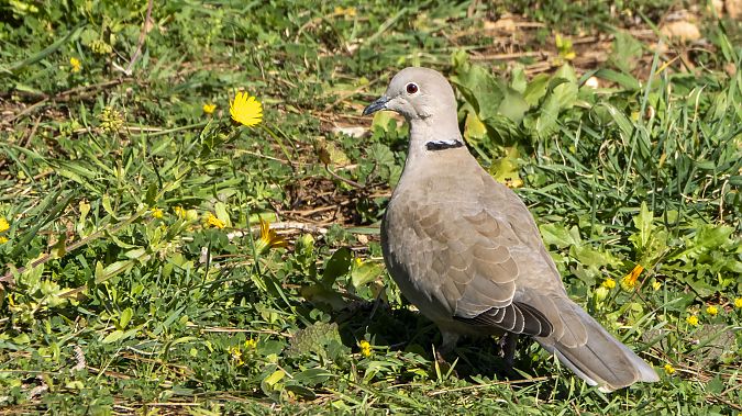 Tortora dal collare  - André Henzen