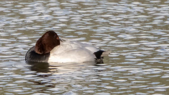 Moriglione  - André Henzen