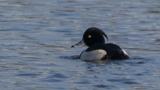 Moretta  - André Henzen