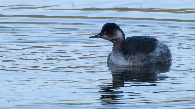 Svasso piccolo  - André Henzen