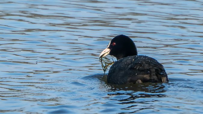 Folaga  - André Henzen