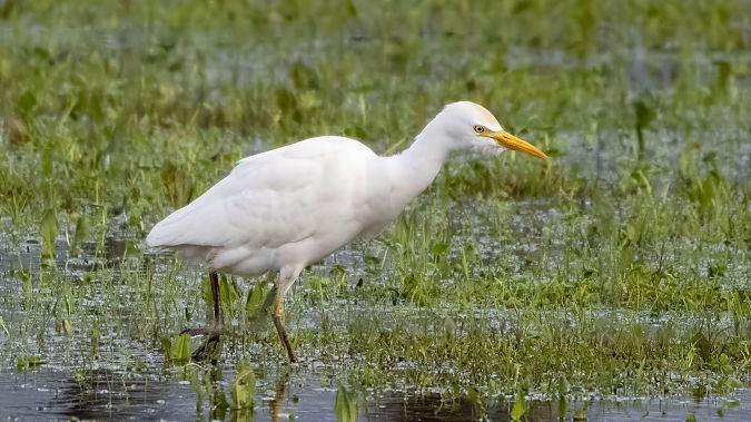 Airone guardabuoi  - André Henzen