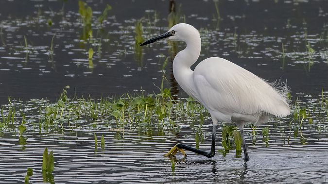Garzetta  - André Henzen