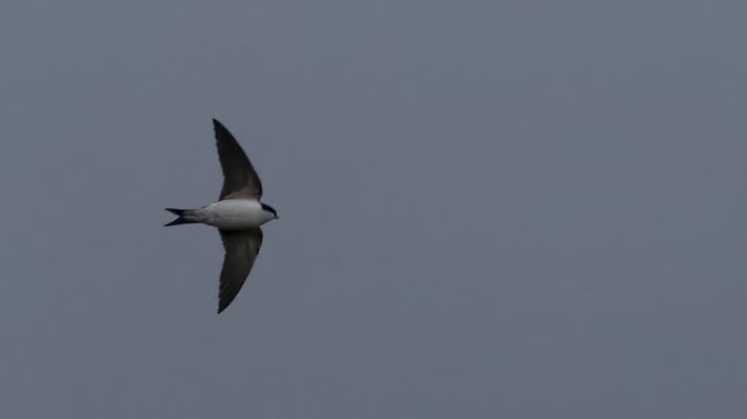 Balestruccio  - André Henzen