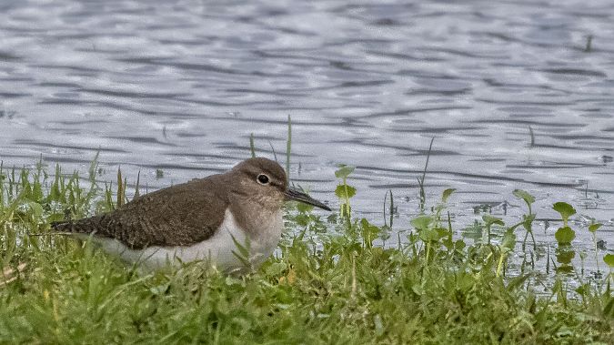 Piro-piro piccolo  - André Henzen