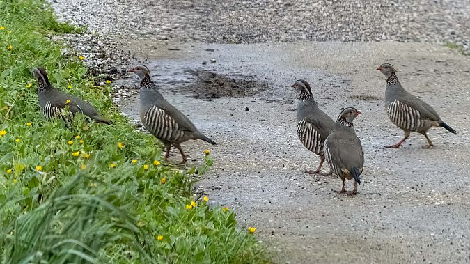 Pernice sarda  - André Henzen