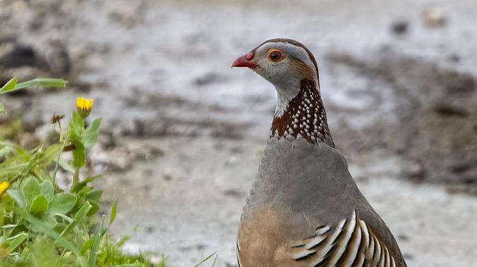 Pernice sarda  - André Henzen