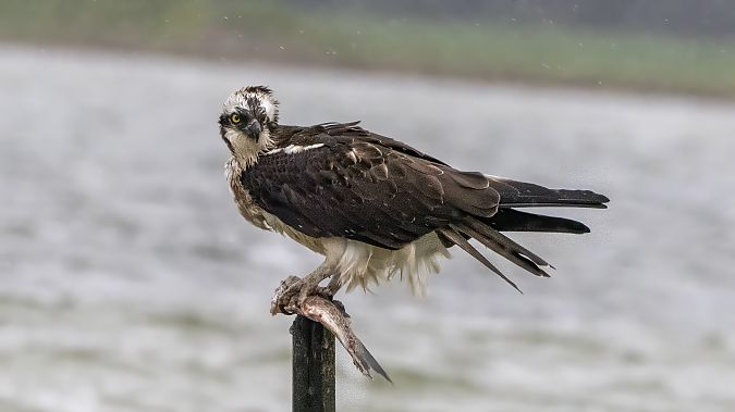 Falco pescatore  - André Henzen