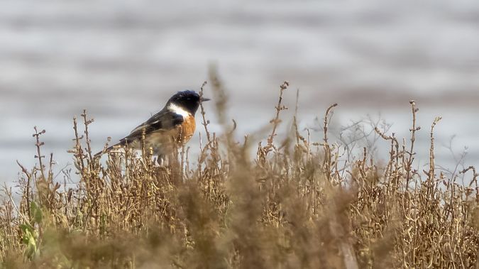 Saltimpalo comune  - André Henzen