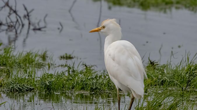 Airone guardabuoi  - André Henzen