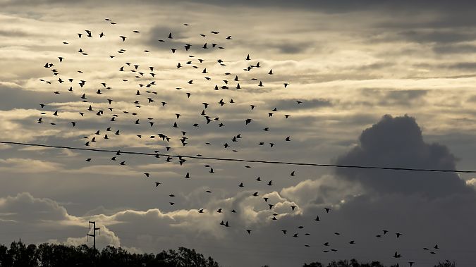Storno  - André Henzen