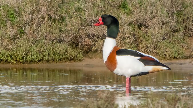 Volpoca  - André Henzen