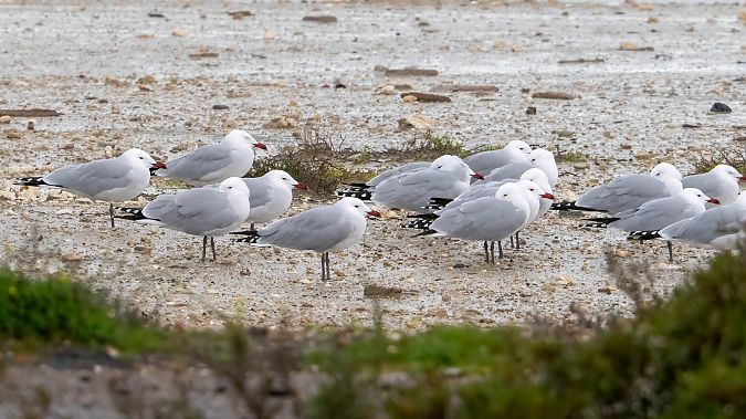 Gabbiano corso  - André Henzen