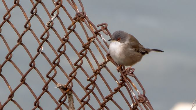 Occhiocotto  - André Henzen