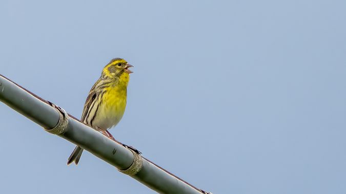 Verzellino  - André Henzen